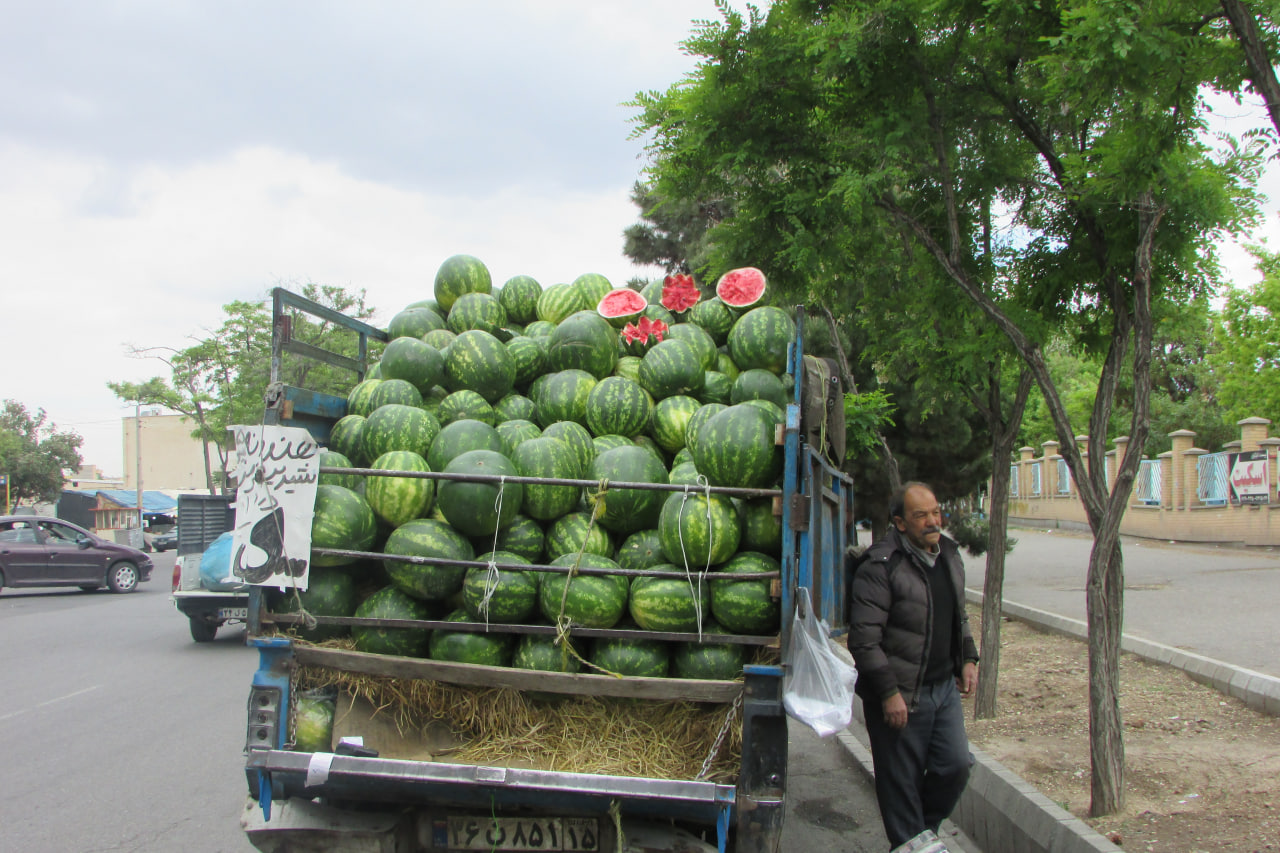 سهم هندوانه ی گنجشک کوچک 